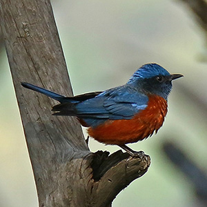 Chestnut-bellied Rock-Thrush